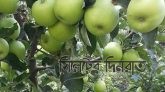 আপেল কিনে পুনরায় বণ্টন করবে ভুটান সরকার।
