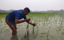 শান্তিগঞ্জে বিলের পানিতে ফসল ডুবির শঙ্কায় কৃষকরা