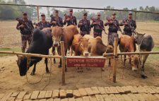 দোয়ারাবাজারে ভারতীয় গরুর চালান আটক