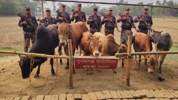 দোয়ারাবাজারে ভারতীয় গরুর চালান আটক