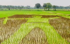 সবুজের ছোঁয়ায় শহীদ আবু সাঈদ