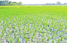 জগন্নাথপুরের হাওরে পানি সংকট, দুঃশ্চিন্তায় কৃষক কূল