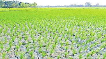 জগন্নাথপুরের হাওরে পানি সংকট, দুঃশ্চিন্তায় কৃষক কূল