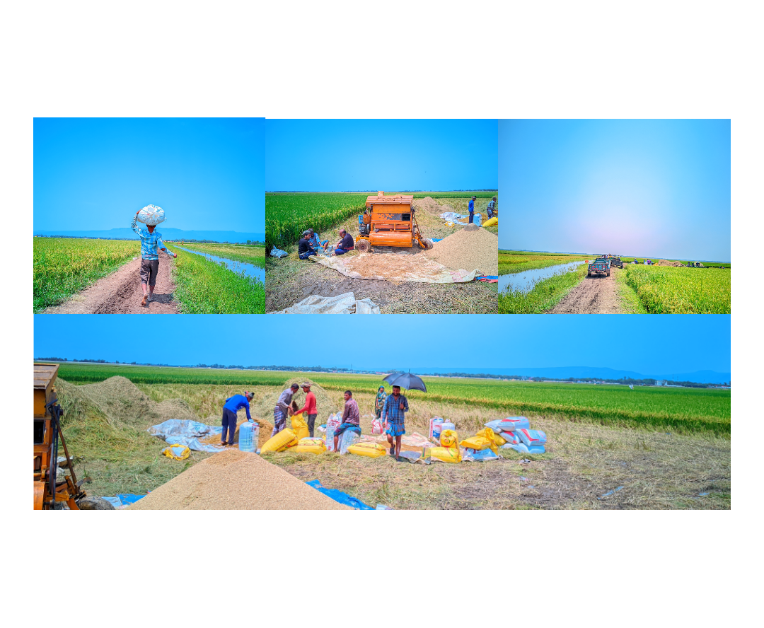 সুনামগঞ্জের বিশ্বম্ভরপুরে খরচার হাওরে বৈশাখী ধান কাটা শুরু