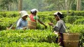 গ্রিন টি কি সত্যিই উপকারী