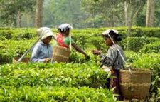 গ্রিন টি কি সত্যিই উপকারী