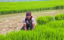 ওসমানীনগরে আমন রোপণে গতি, লক্ষ্যমাত্রা ৮৭ হাজার হেক্টর