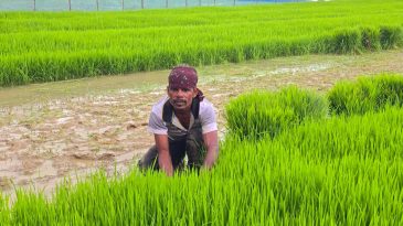 ওসমানীনগরে আমন রোপণে গতি, লক্ষ্যমাত্রা ৮৭ হাজার হেক্টর