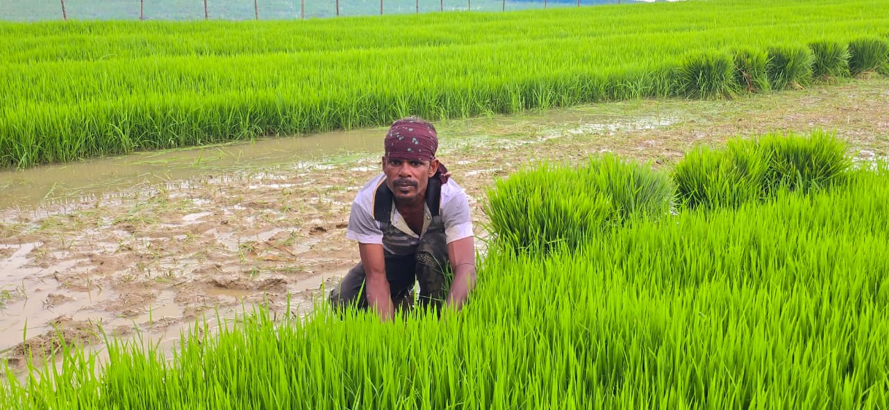 ওসমানীনগরে আমন রোপণে গতি, লক্ষ্যমাত্রা ৮৭ হাজার হেক্টর